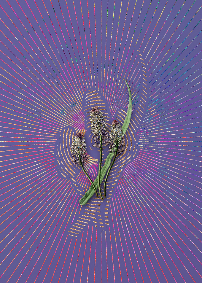 Meadow Squill Flower