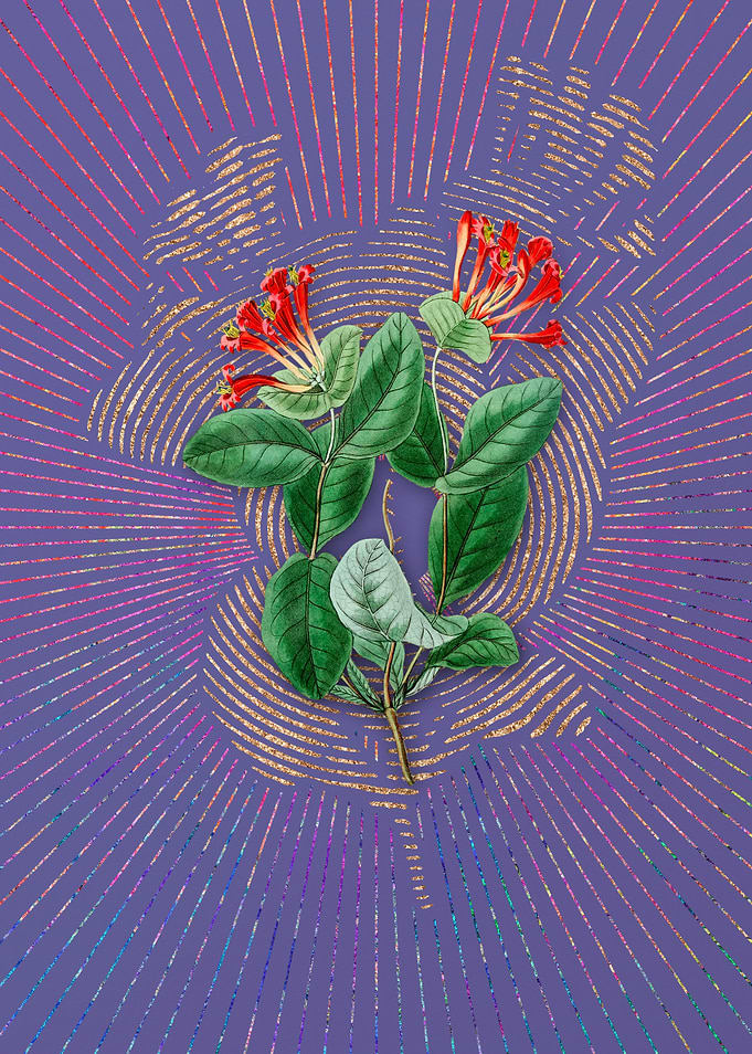 North West Honeysuckle