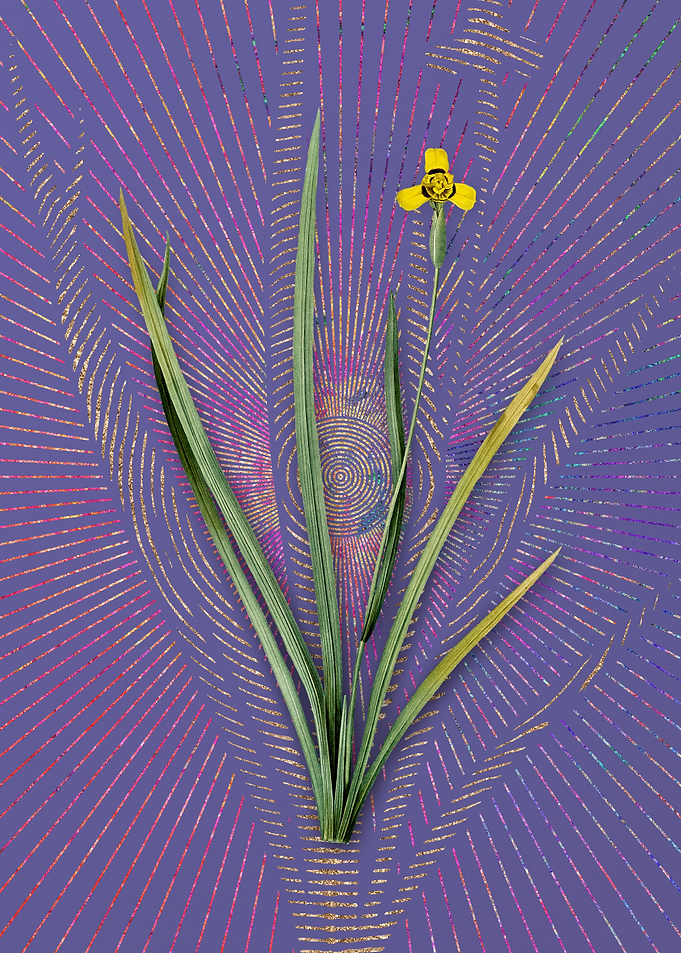 Iris Martinicensis