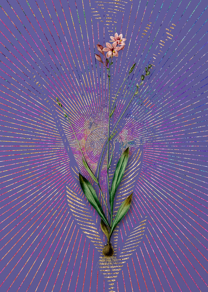 Gladiolus Junceus