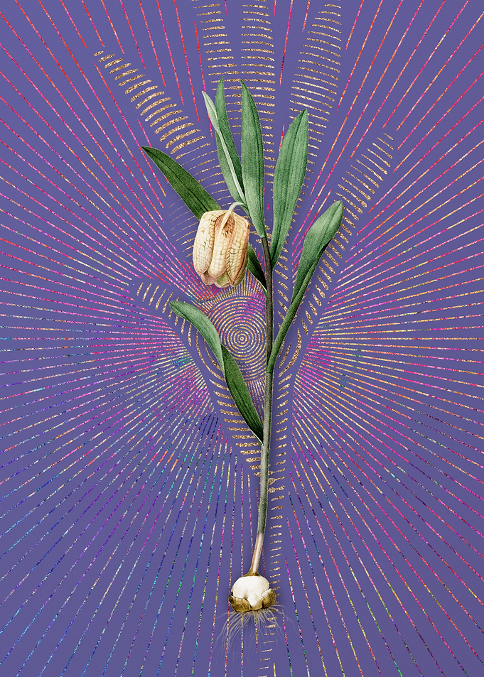 Fritillaria Latifolia
