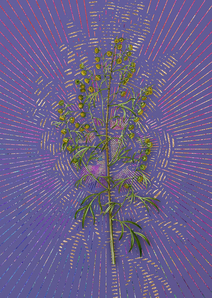 Madeira Wormwood Flora