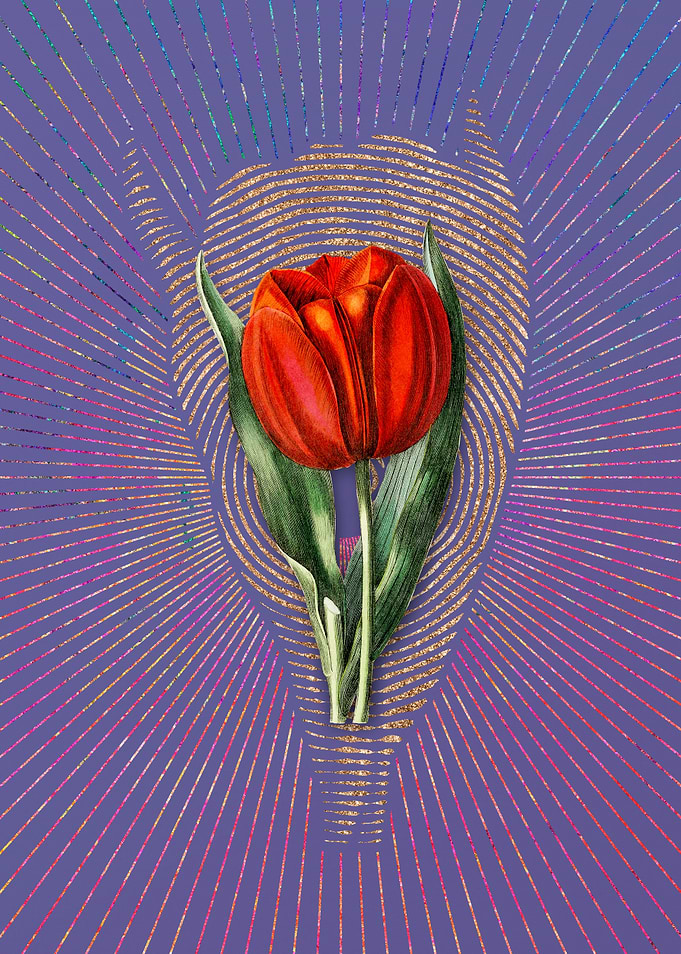 Gesners Tulip Branch