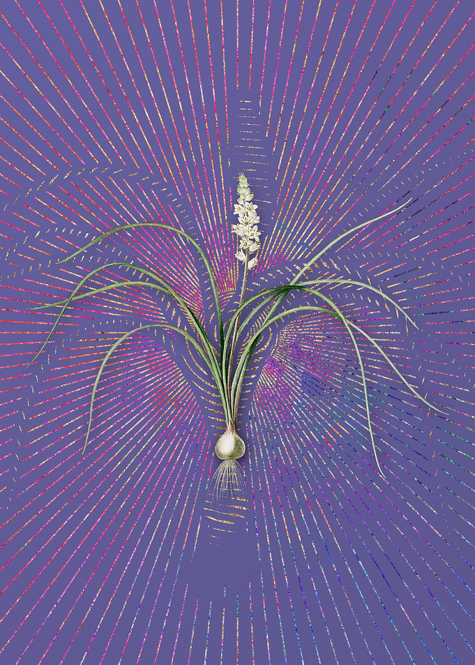 Lachenalia Angustifolia