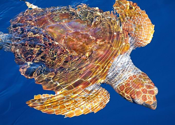 Loggerhead sea turtle