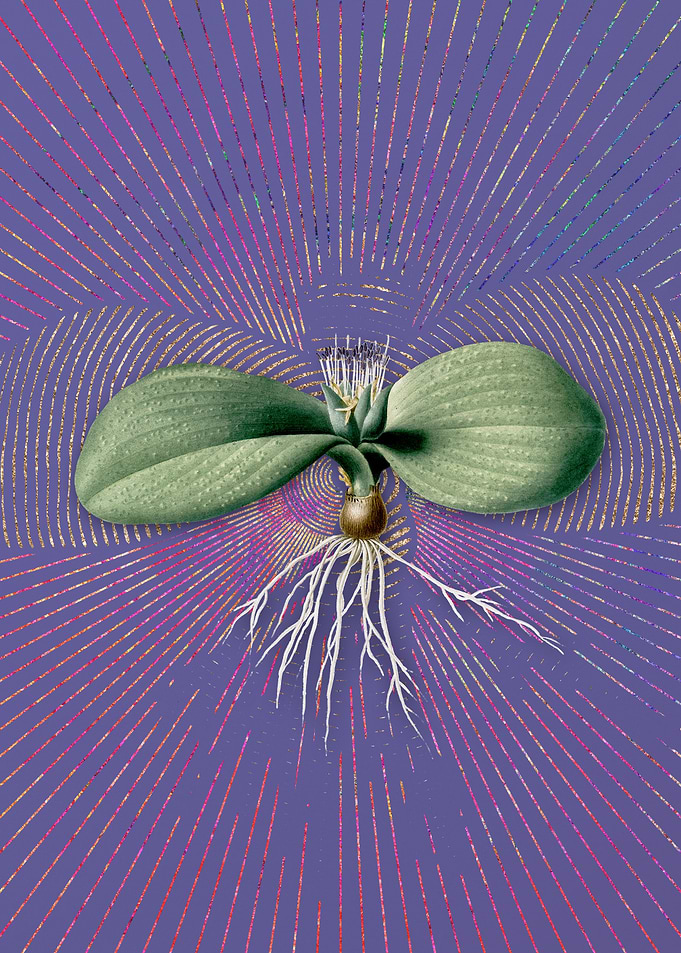 Massonia Pustulata
