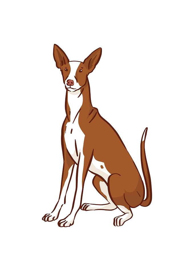 Podenco Ibicenco
