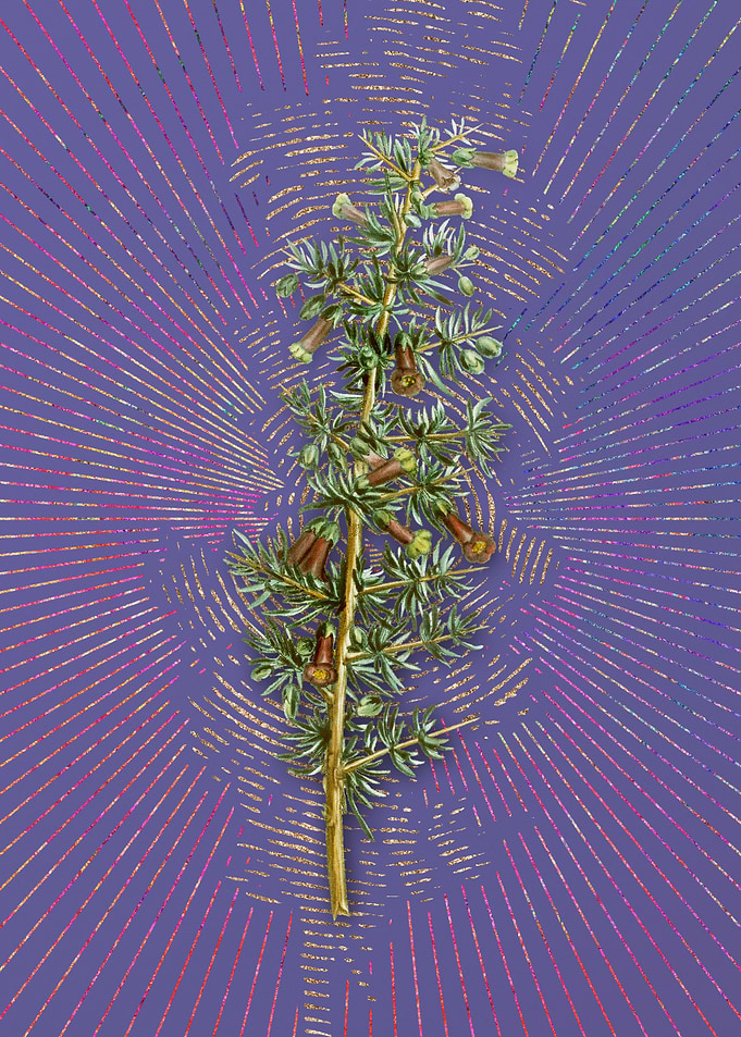 Kraal Honey Thorn