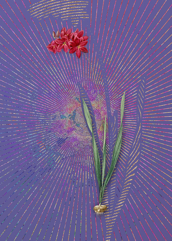 Ixia Filiformis Violet