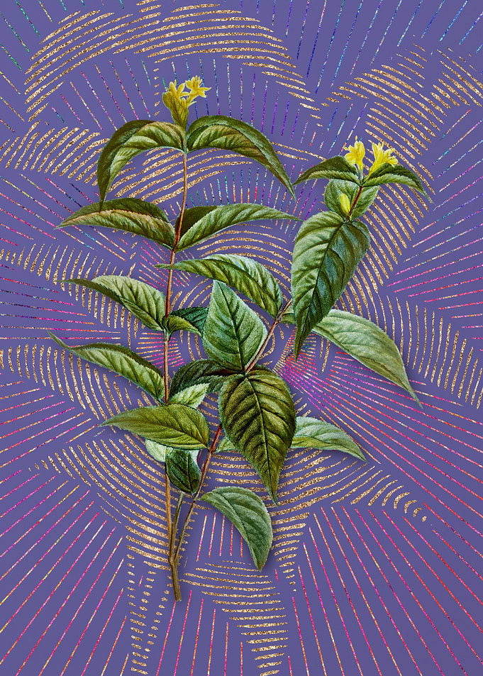 Northern Bush Honeysuckle