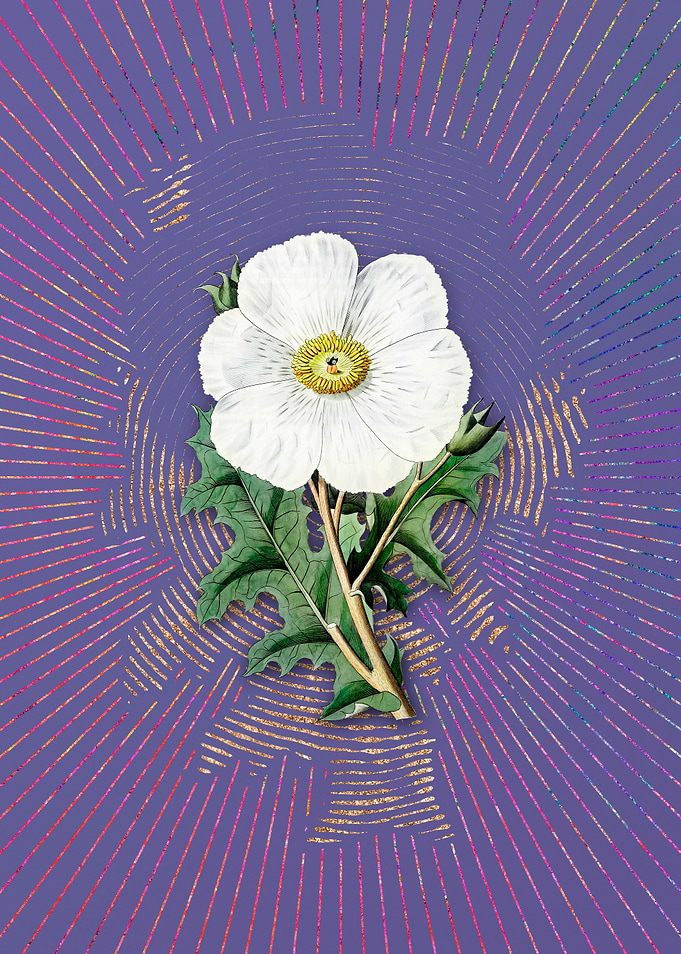 Mexican Poppy Flower
