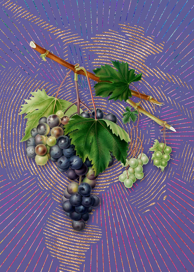 Grape From Ischia