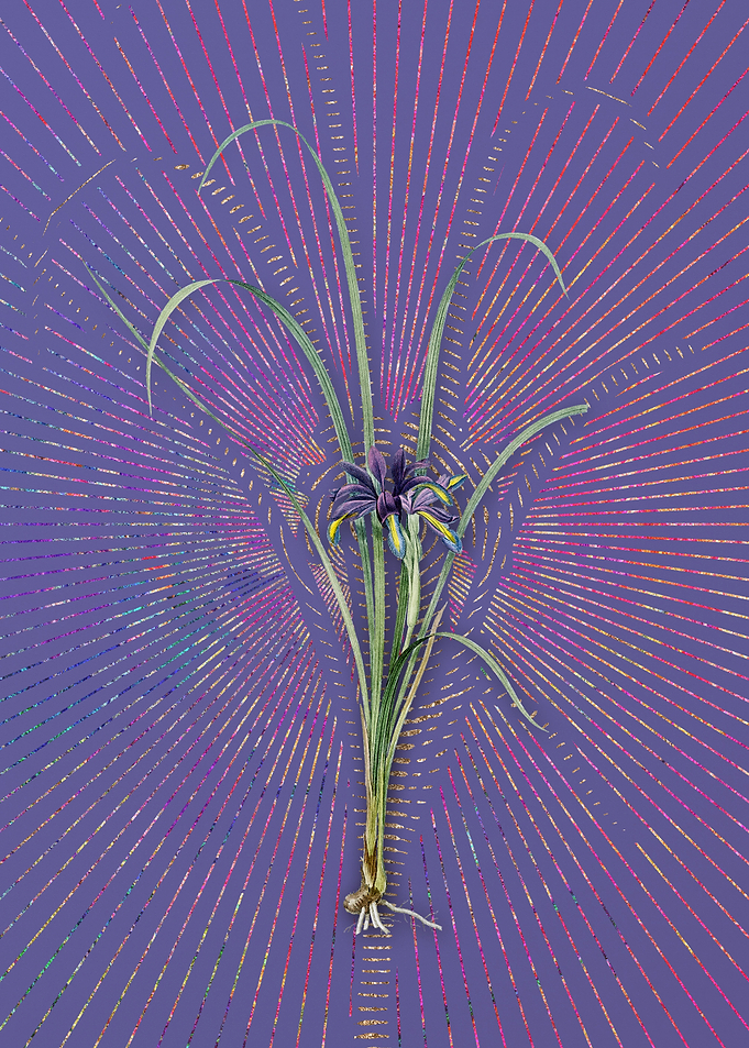 Grass Leaved Iris