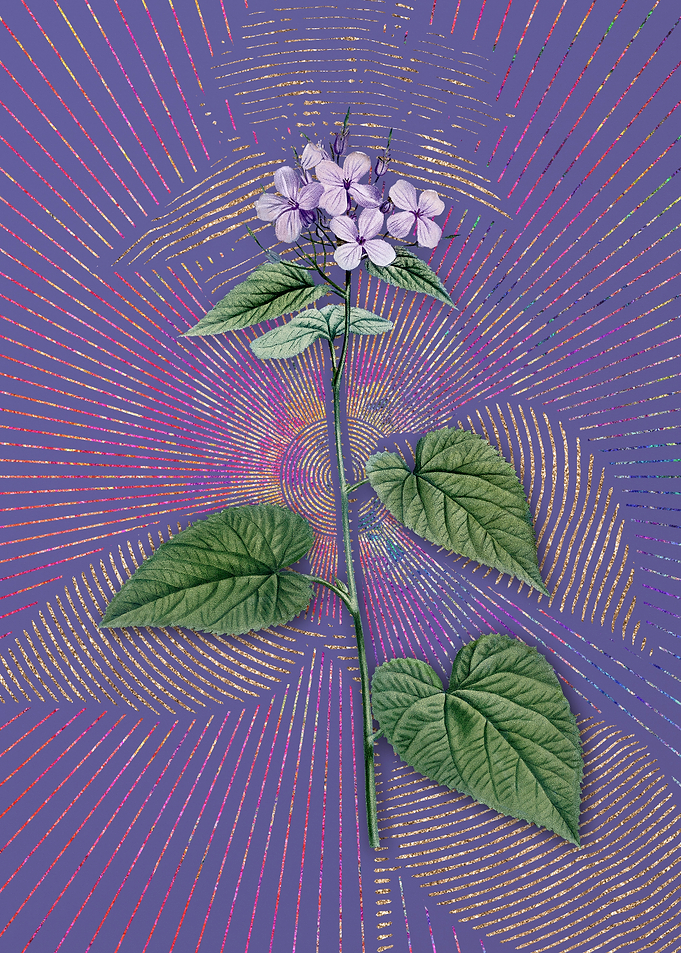 Morning Glory Flower