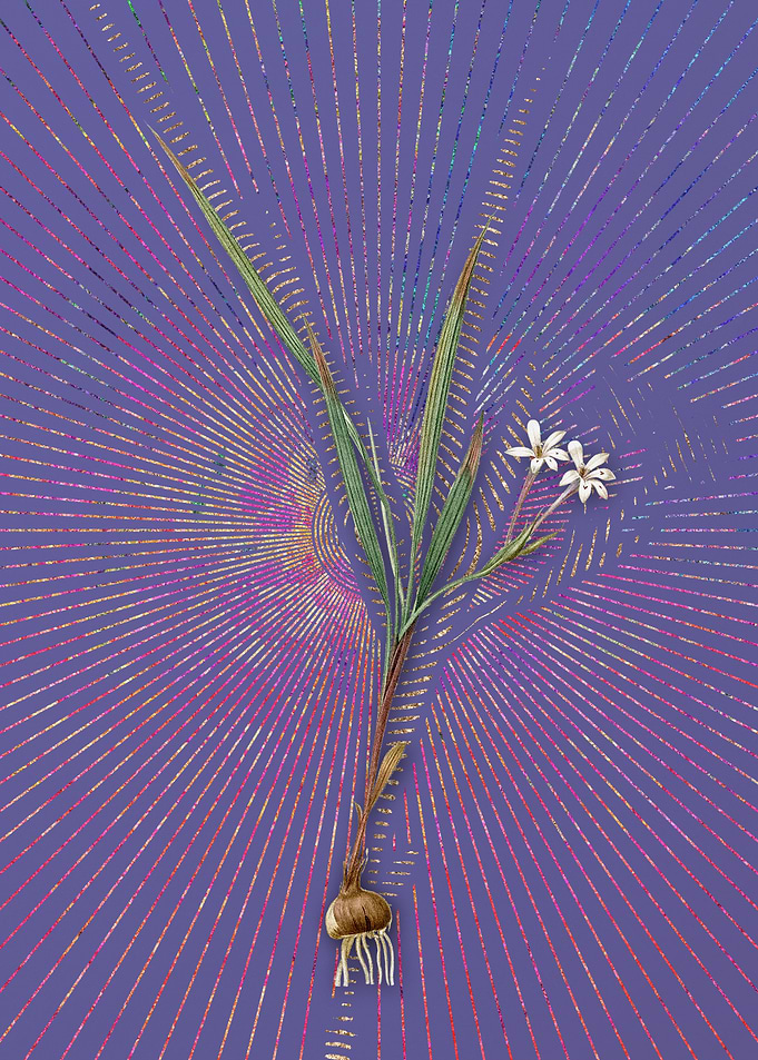 Gladiolus Inclinatus