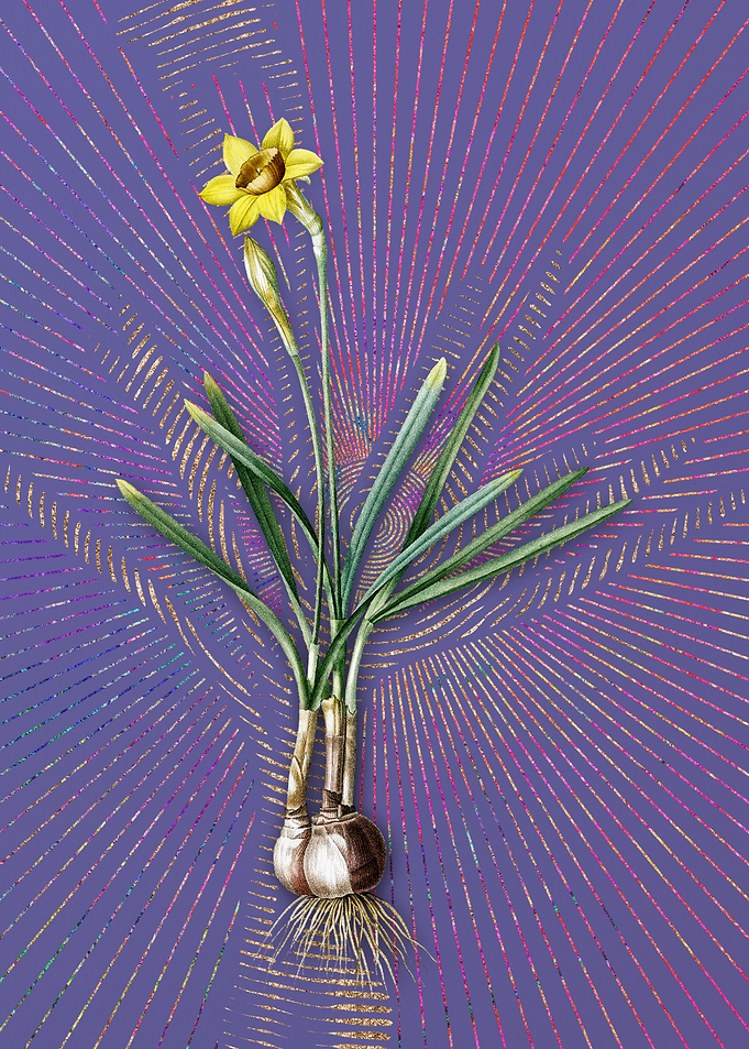 Narcissus Gouani Flora
