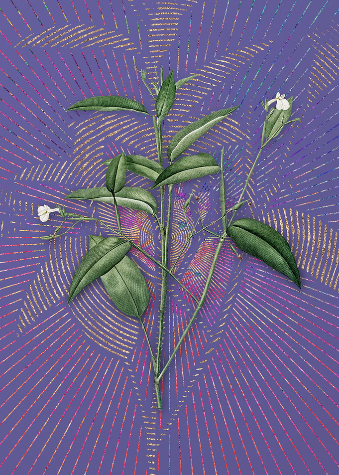 Maranta Arundinacea