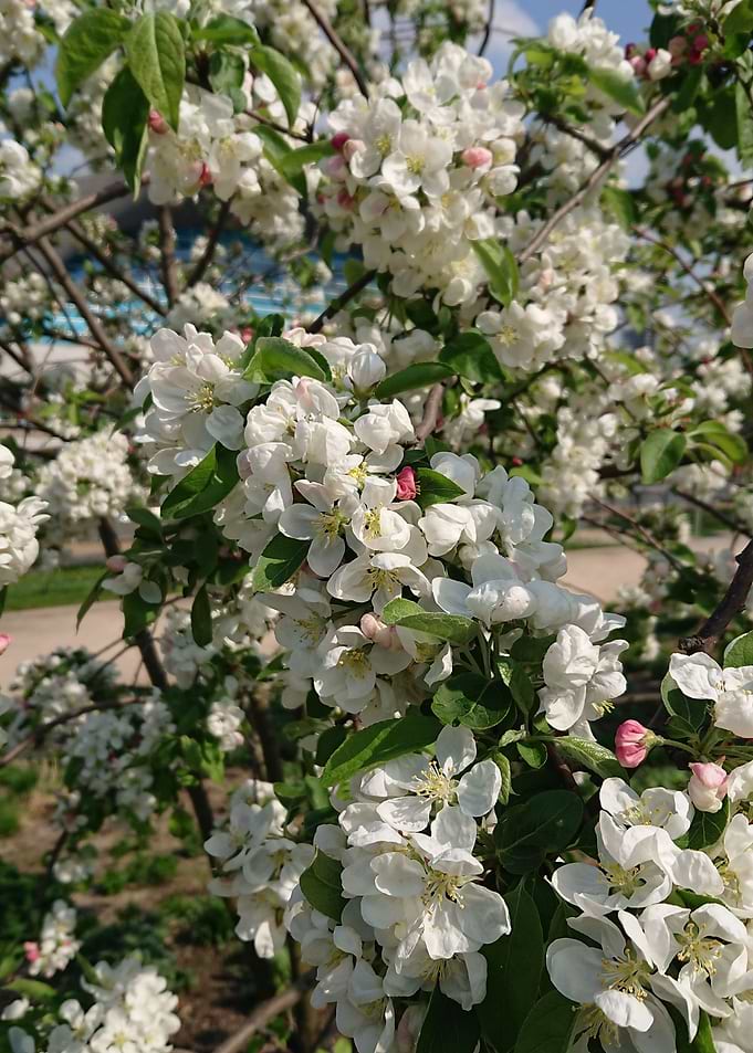 Cherry Blossom