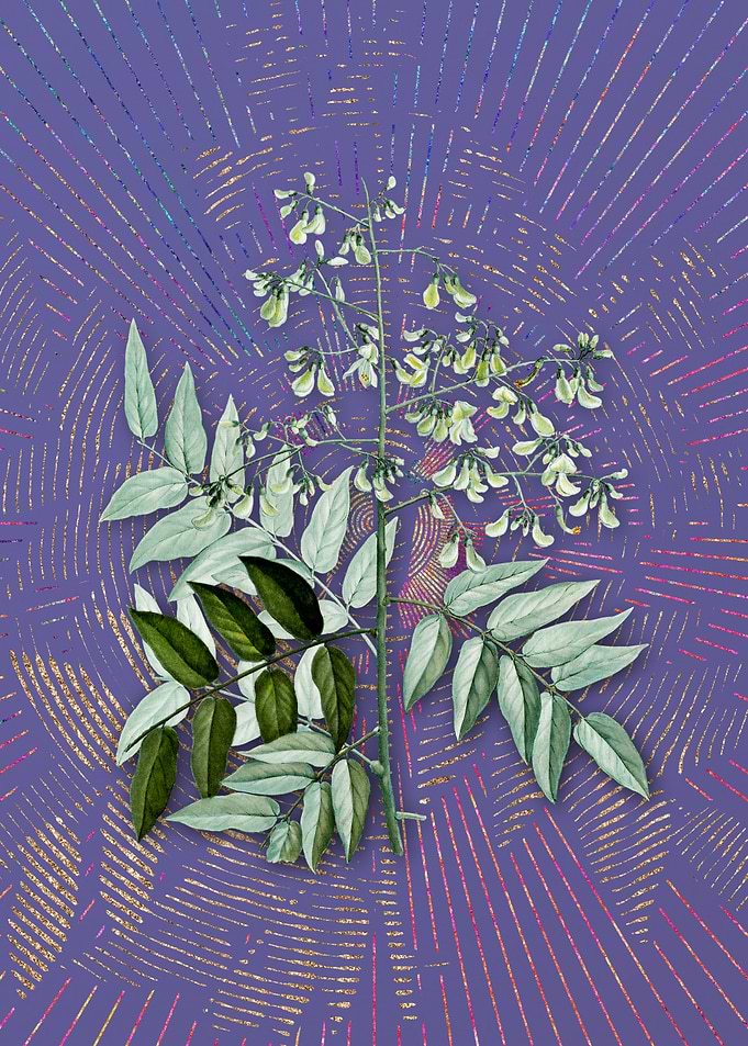 Japanese Pagoda Tree
