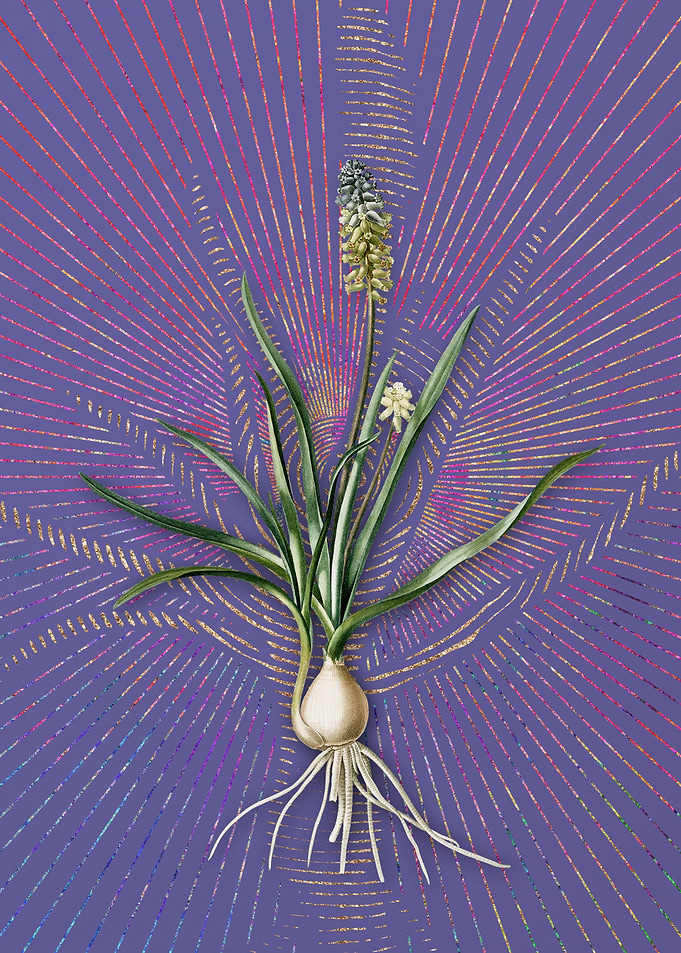 Muscari Ambrosiacum