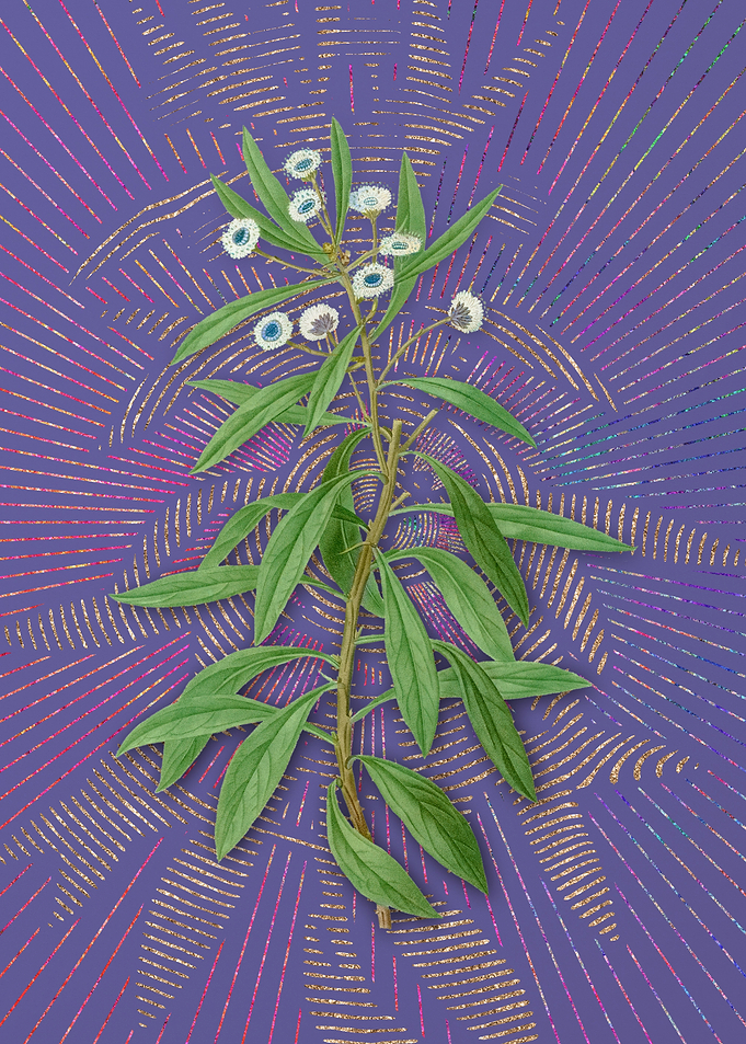 Globe Daisy Shrub