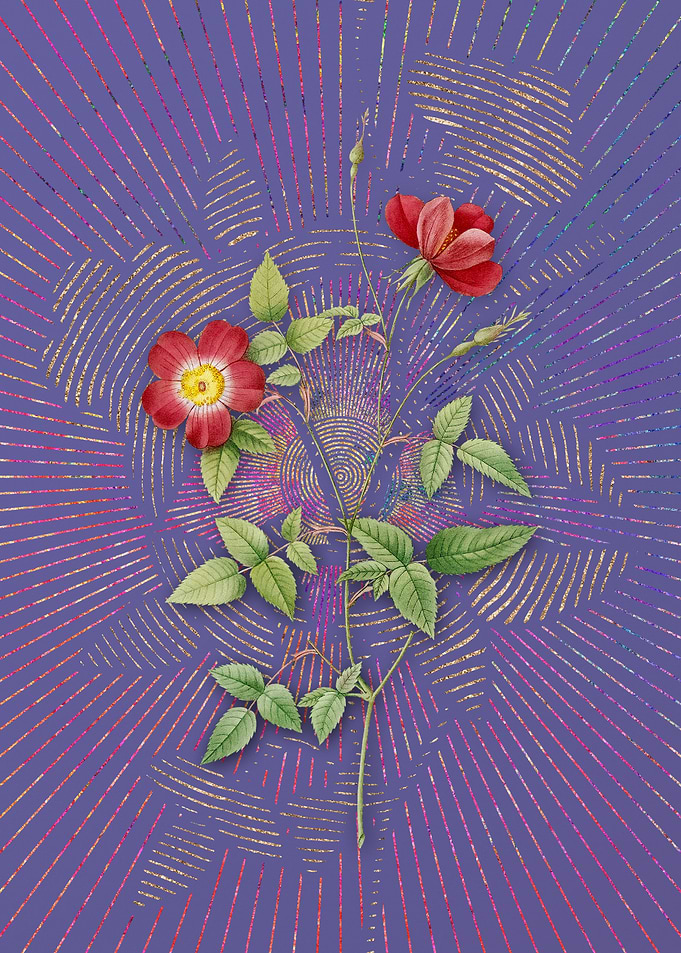 Indica Stelligera Rose
