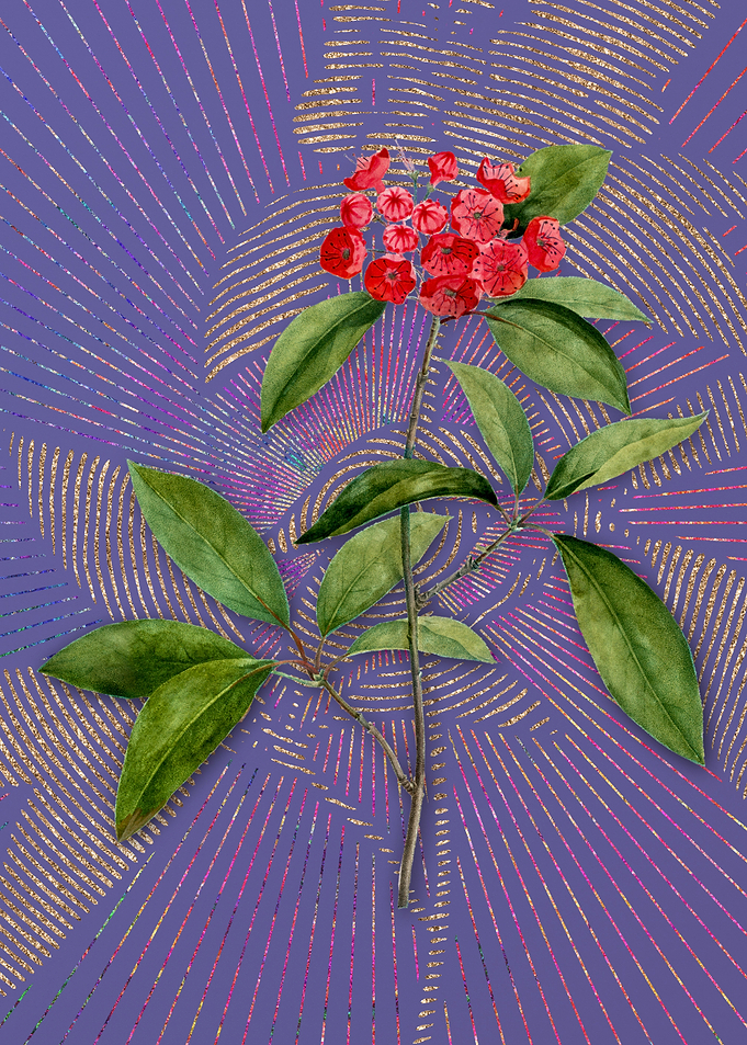 Mountain Laurel Branch