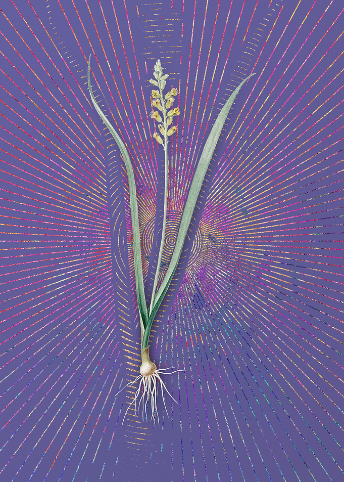 Lachenalia Pallida