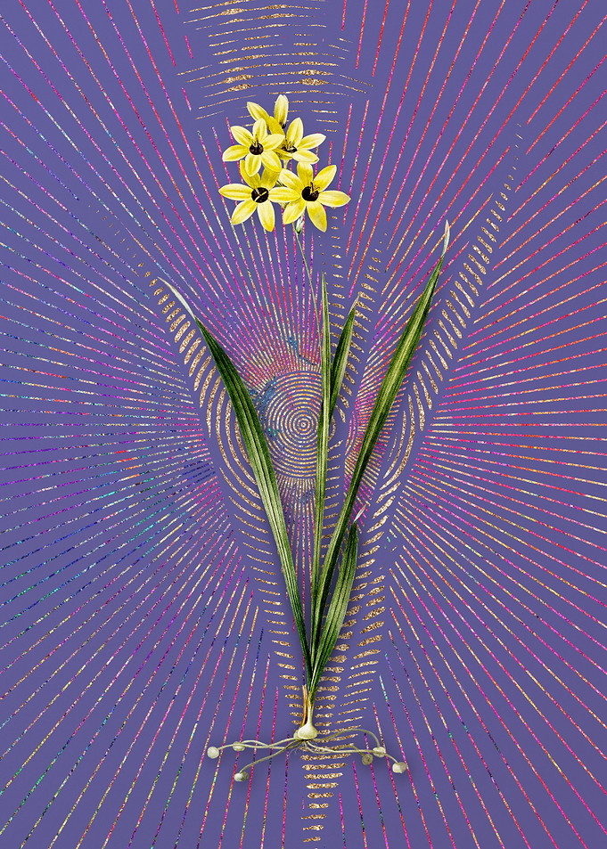 Ixia Fusco Citrina