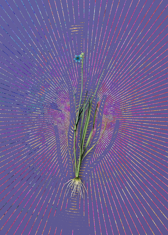 Narrow Leaf Blue Eye Grass