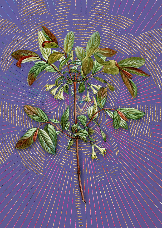Honeyberry Flower