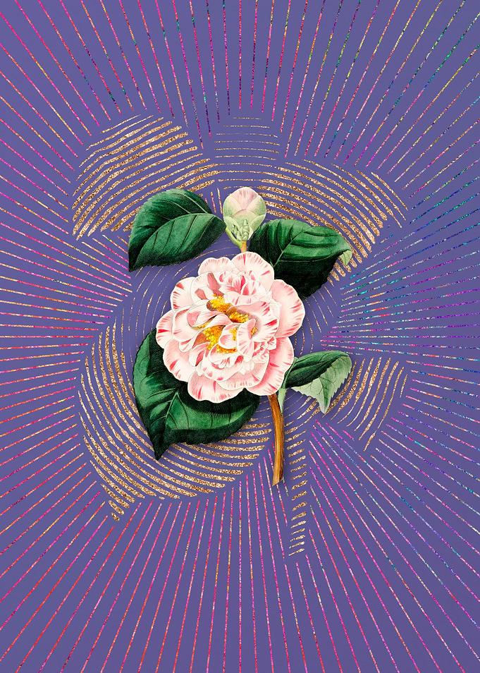 Grays Invincible Camellia
