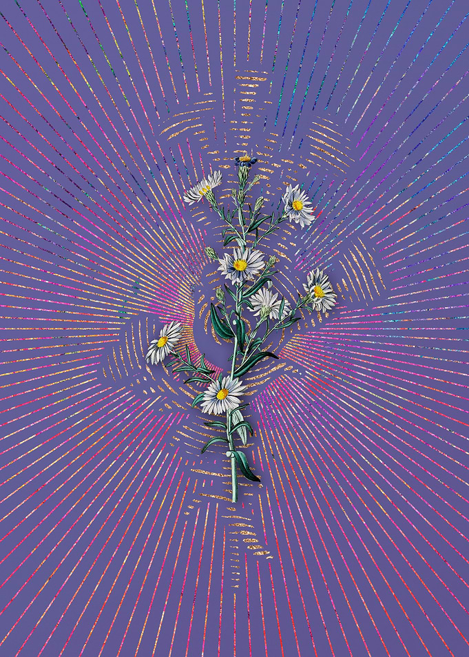 Glaucous Aster Flower