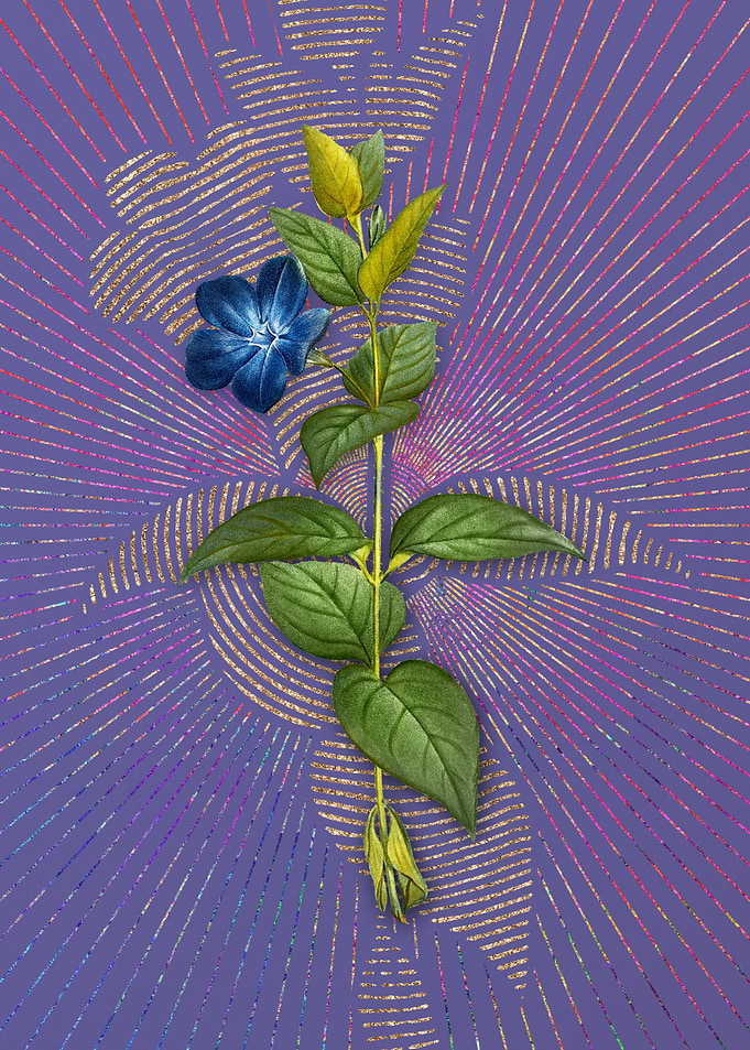 Greater Periwinkle Flower