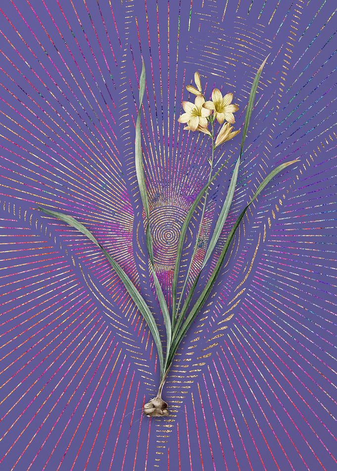 Gladiolus Lineatus