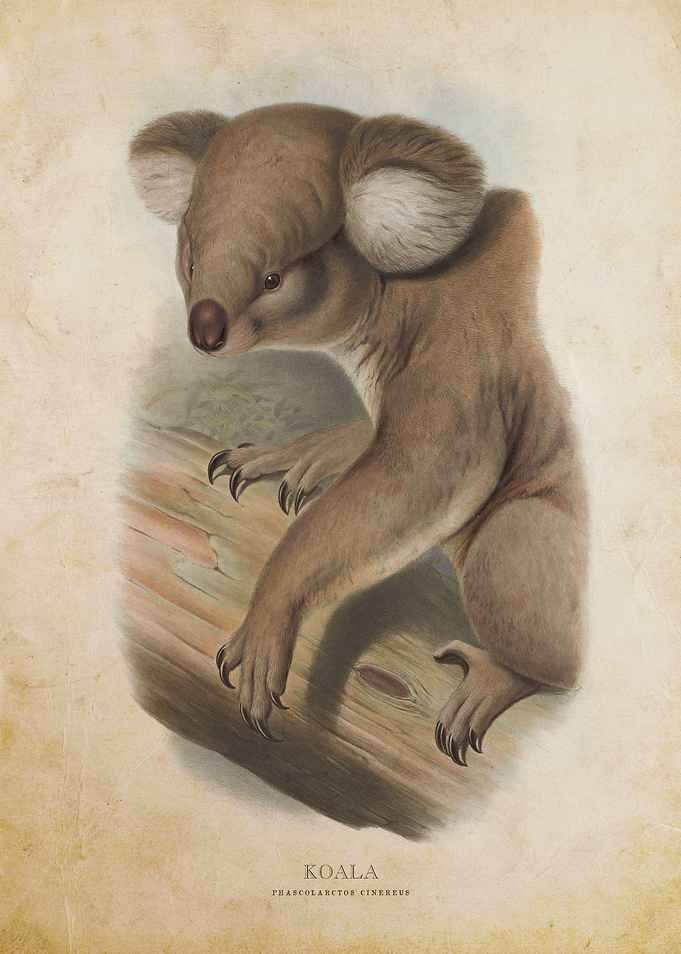 Koala Bear