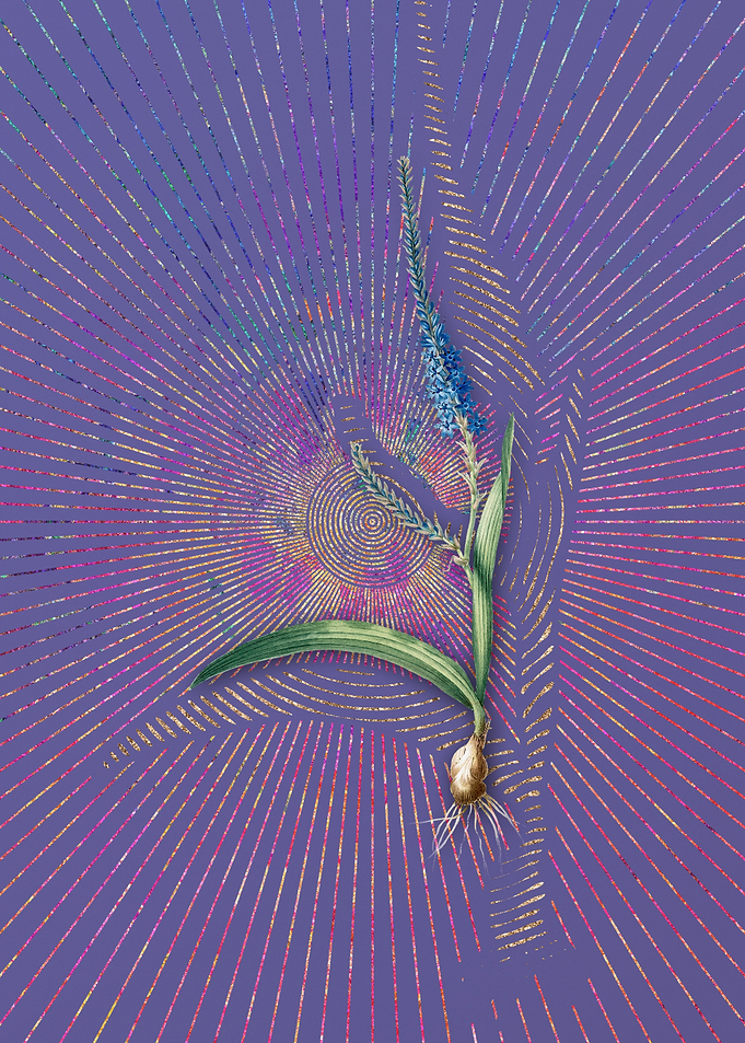 Ixia Plantaginea Flora