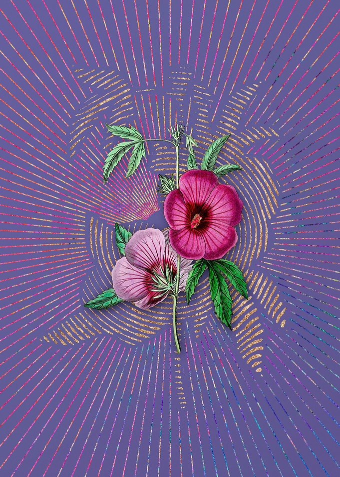 Lindleys Hibiscus