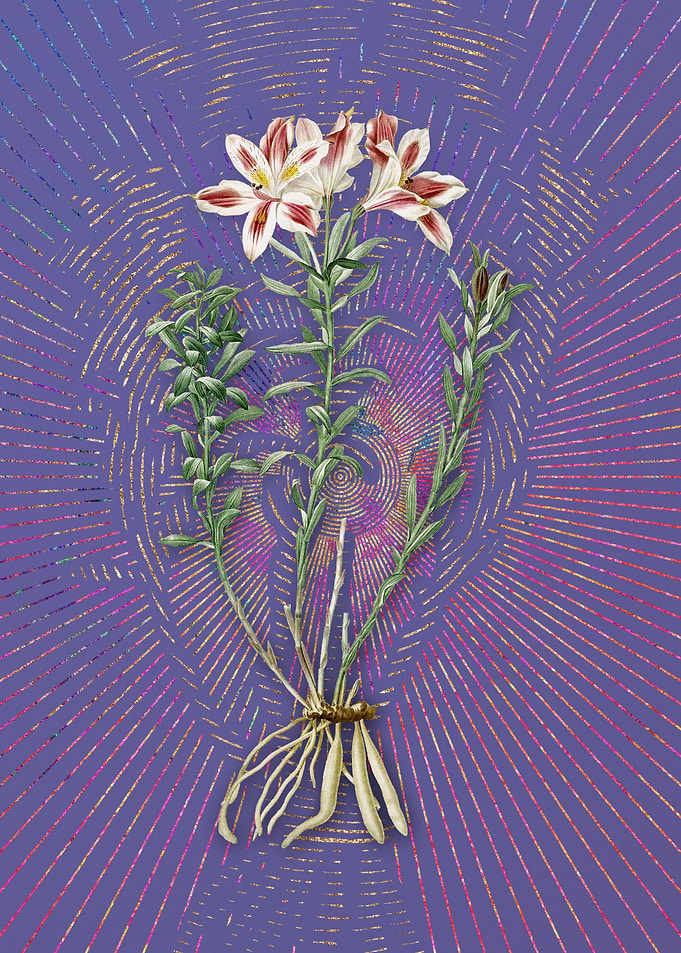 Lily of the Incas