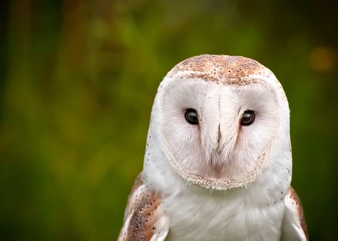 WHITE BARN OWL