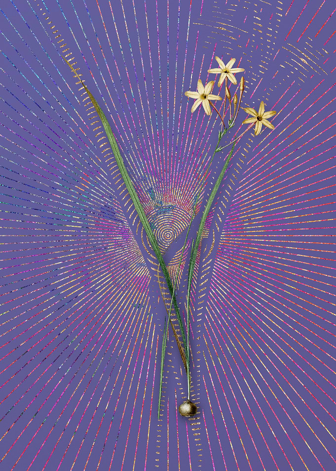 Ixia Longiflora Violet