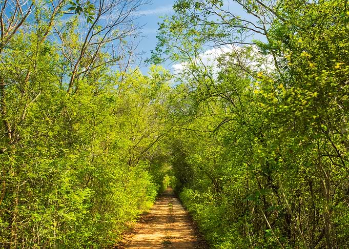 Path in the Yucatan Farms