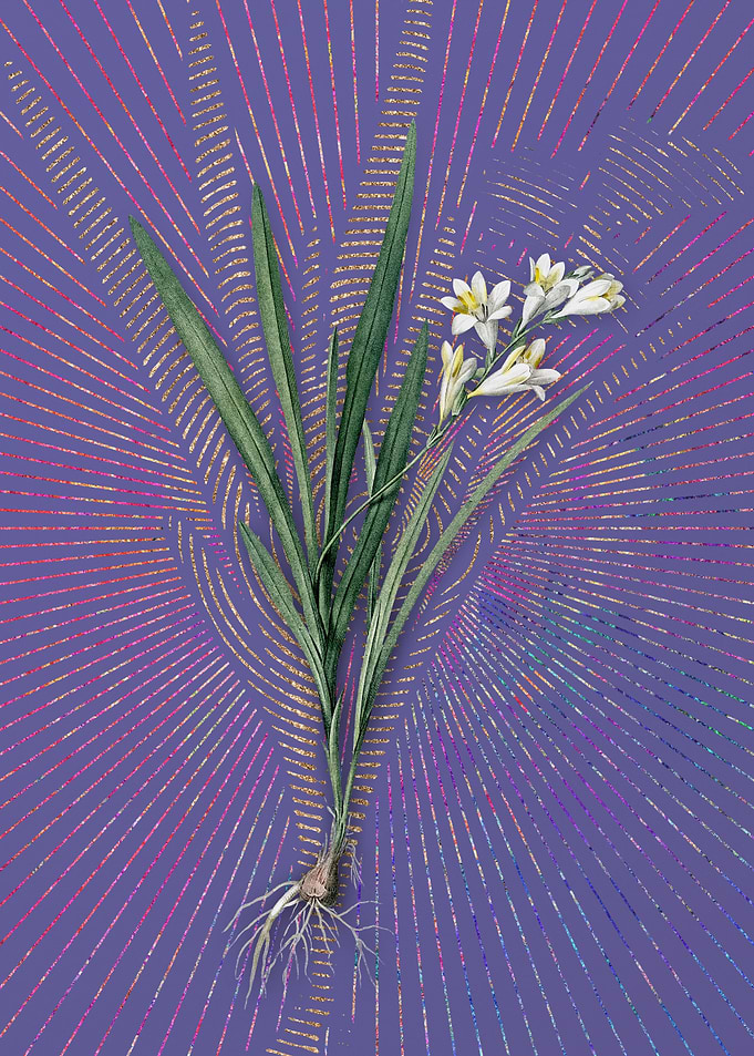 Gladiolus Xanthospilus