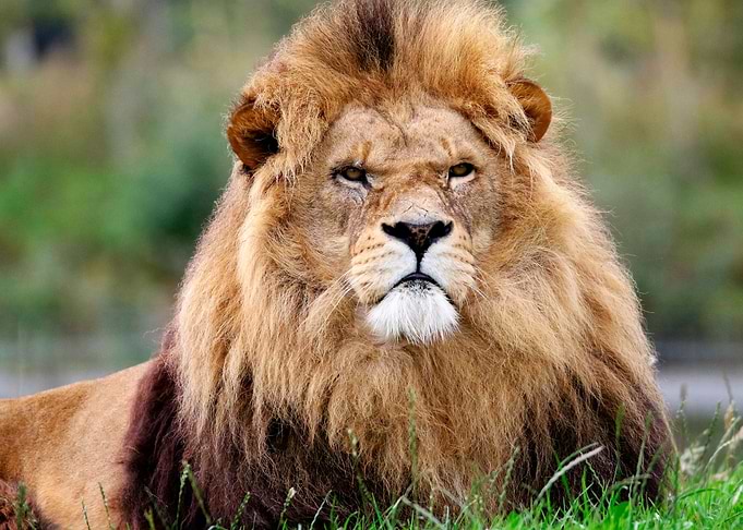 LION WILD LIFE