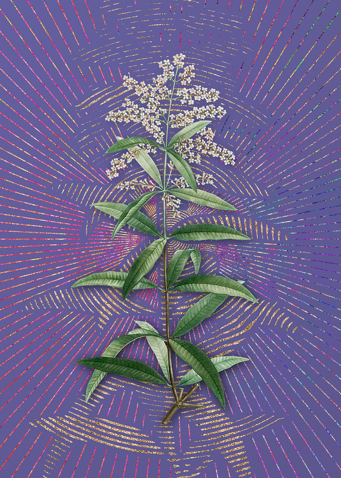 Lemon Verbena Branch