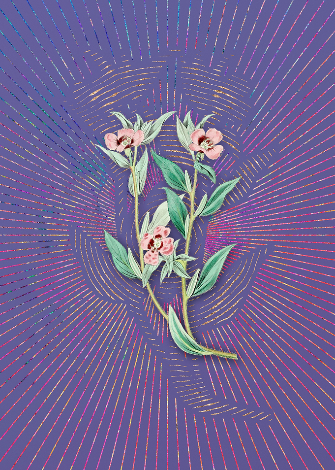 Long Branched Enothera