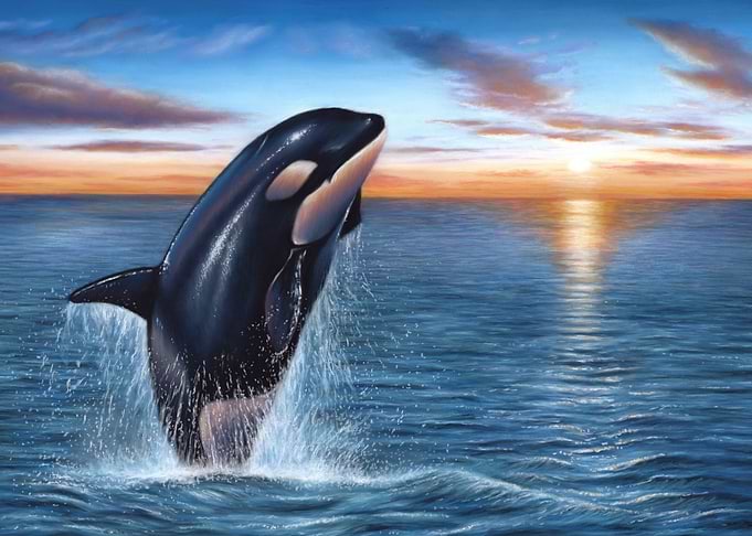 Orca Ocean