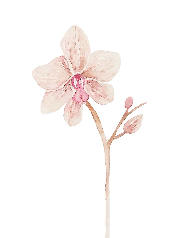 TROPICAL FLORA BOTANIC 40A