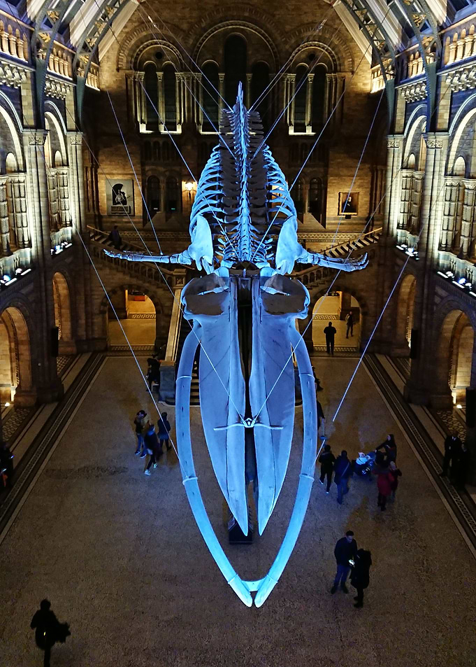 The Blue Whale