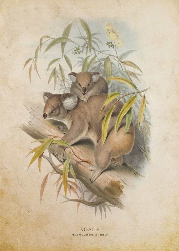 Koala Bear